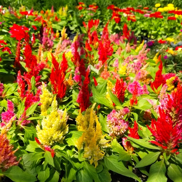 Meet your Posher, Lin - Picture 1 of 1